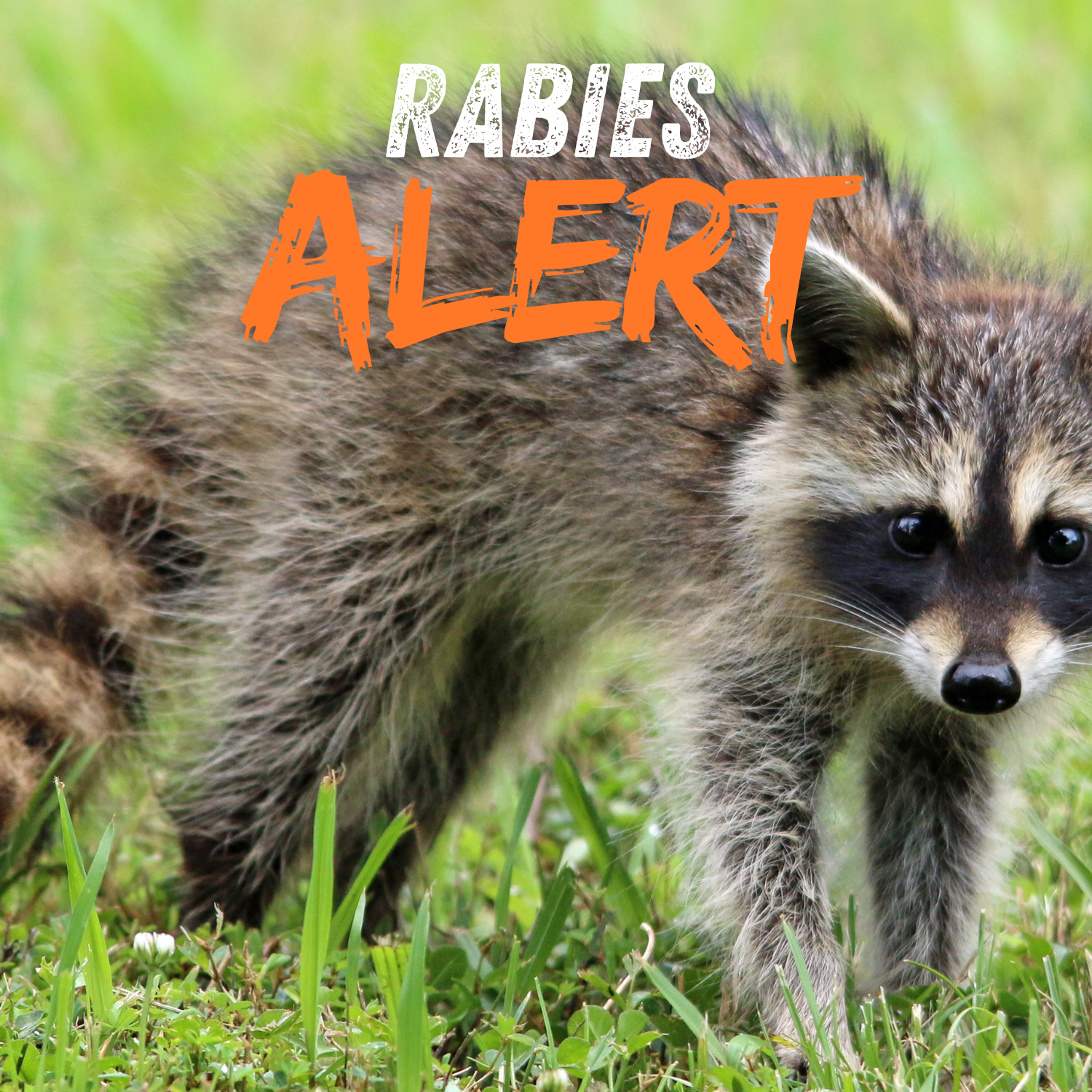 RABIES ALERT