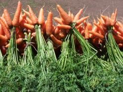 Carrots