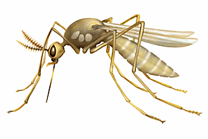 Brown Mosquito