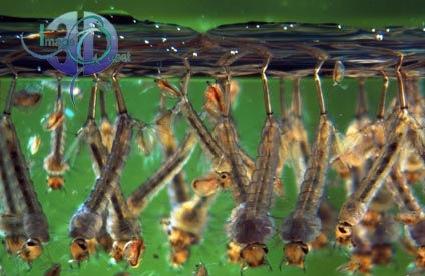 Mosquito Larvae